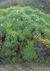 Veronica stricta var. egmontiana. Habit. Mt Taranaki.
 Image: M.J. Bayly © Te Papa CC-BY-NC 3.0 NZ